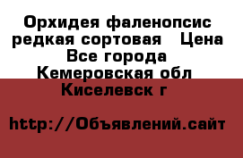 Орхидея фаленопсис редкая сортовая › Цена ­ 800 - Все города  »    . Кемеровская обл.,Киселевск г.